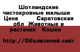Шотландские чистокровные малыши › Цена ­ 700 - Саратовская обл. Животные и растения » Кошки   